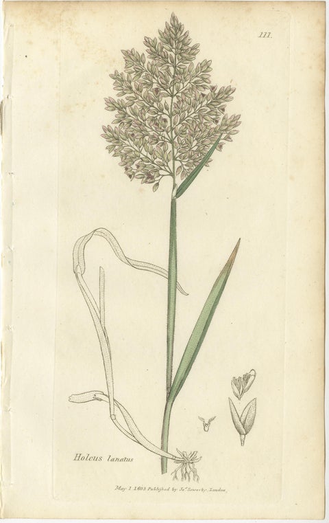 Eight Antique Botanical Engravings of Aira, Avena & Holcus Meadow Grasses, 1830, view 8