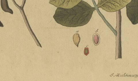 Tamarind and Pistachio Nut Tree, Antique Bertuch Print, circa 1805, close-up 2