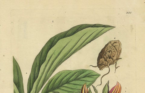 Botanical Illustration of White Turmeric (Curcuma zedoaria) by Blackwell, 1696, close-up 3