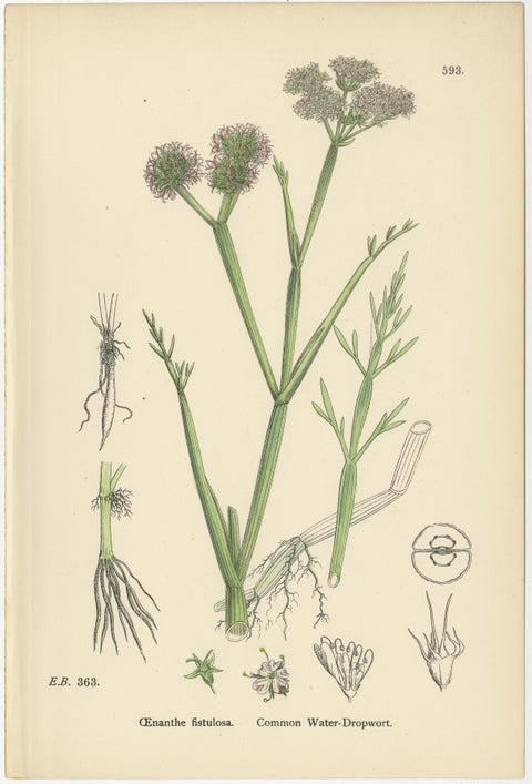 Antique English Botanical Interior Prints, Hare’s-ear & Water Dropwort, 1902, view 5