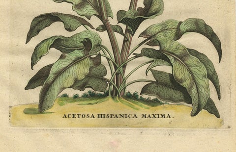 Botanical Illustration of Large Spanish Sorrel (Acetosa Hispanica Maxima), 1696, close-up 2