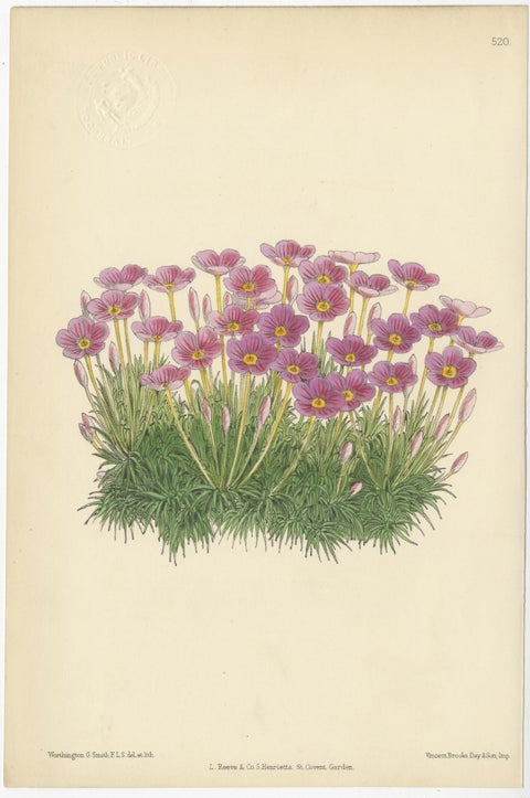 Set of 5 Antique Botany Prints, Mixed Colors, by Brooks 'c.1870', view 4