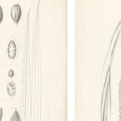 Set of 2 Botany Prints of Palm Species by Blume 'c.1840', close-up 1
