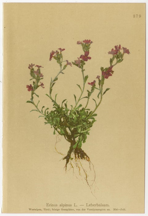 Alpine Foxglove & Wildflowers, Small Seizded Antique Botanical Print Set, 1897, view 3