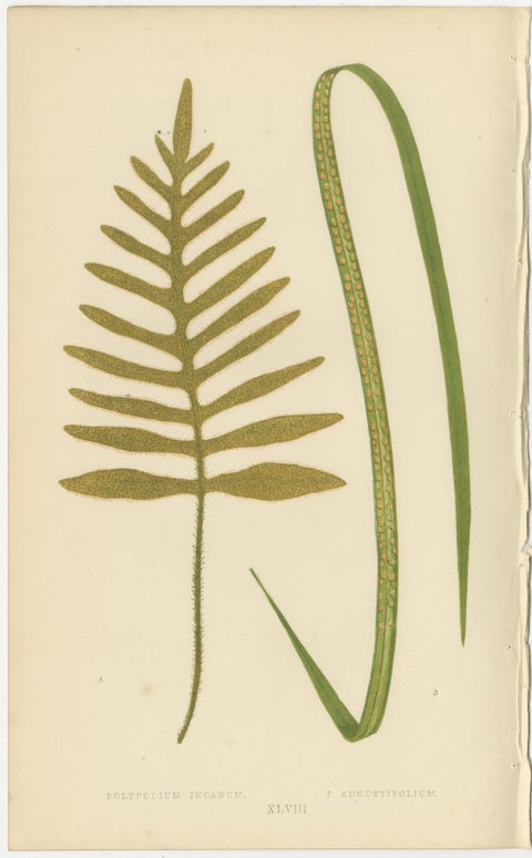 Antique Botanical Fern Prints, Polypodium Studies Decorative Set Lowe 1856, view 7
