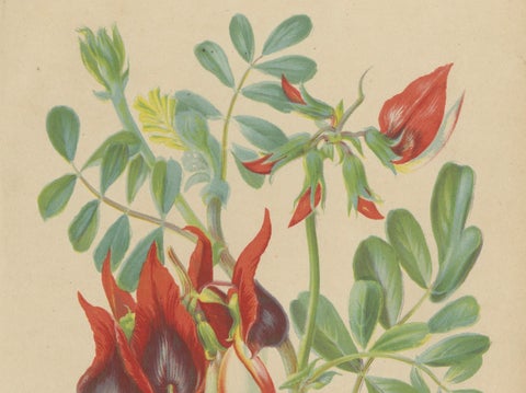 Vibrant Botanical Lithographs: Flamingo Flower and Sturt's Desert Pea, c.1855, close-up 3