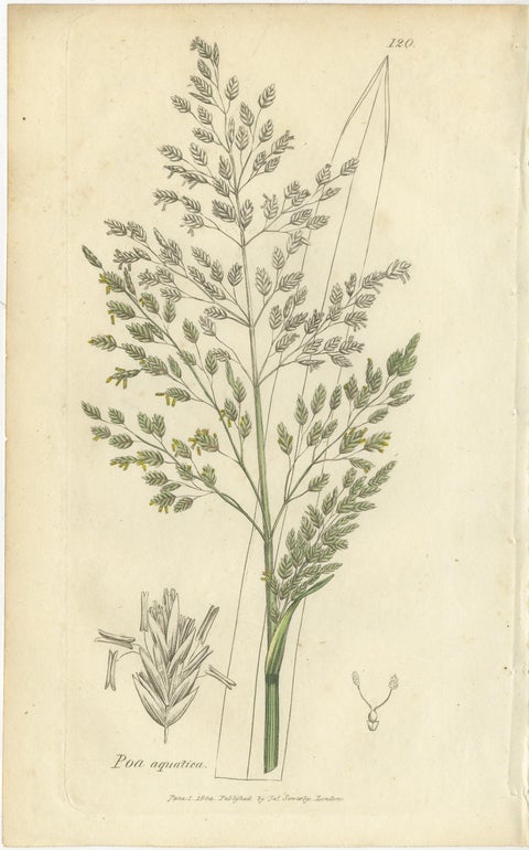 Antique Grasses & Sedges, Hand-Colored Botanical Engravings, c.1830 (Set of 8), view 9