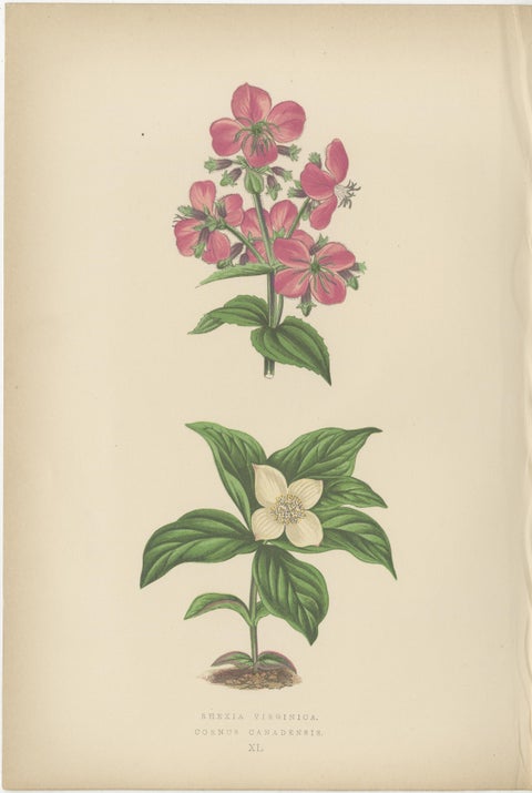 Alpine Botanical Lithograph Pair of Glacier Pink and Snow Primrose, 1874, view 3