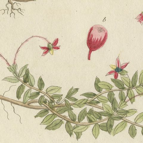 Bilberry, Lingonberry and Cranberry, Antique Bertuch Print, circa 1805, close-up 3