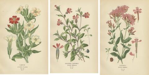 Victorian Botanical Elegance: A Triptych of Edward Step's Floral Masterpiece, view 2