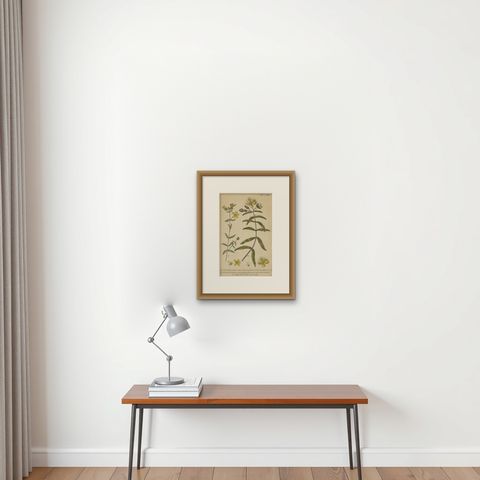 Exquisite 1755 St. John's Wort Botanical Engraving by Philip Miller, shown framed on a wall, true to size
