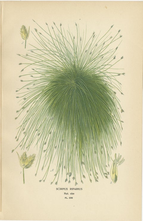 Cape Pondweed, Umbrella Plant & Bulrush, Antique Botanical Prints c.1897, view 5