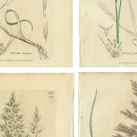 Set of 8 Antique Botanical Engravings of Avena, Arundo & Meadow Grasses, c.1830, close-up 2