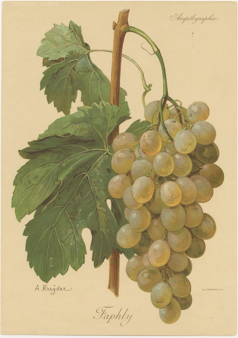 Set of four Antique Prints of Green / White Grape Varieties, view 4