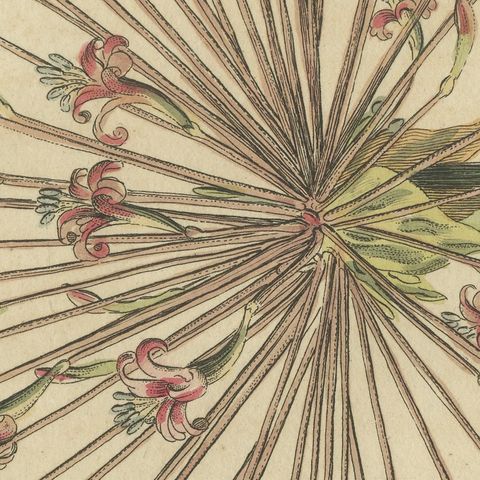 Brunsvigia Candelabra Lily Flower Head, Antique Bertuch Print, circa 1815, close-up 1