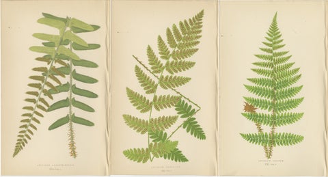 Antique Hand-Colored Fern Prints, Aspidium Acrostichoides, Cristatum, Rigidum, view 5