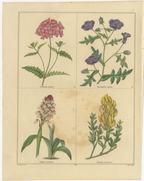 Benjamin Maund Botanical Flower Prints from London c.1836, Pair, view 2