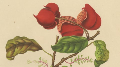 Original Antique Botanical Chromolithograph of Chinese Sterculia, c. 1880, close-up 2