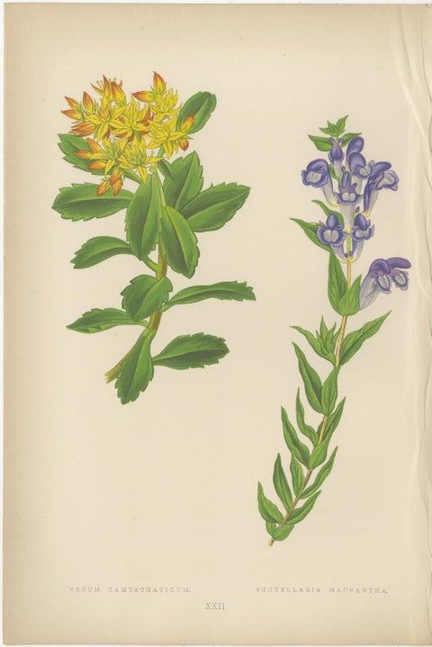 Victorian Triptych of Alpine Flowers with Gentian, Cyclamen and Sedum 1874, view 2