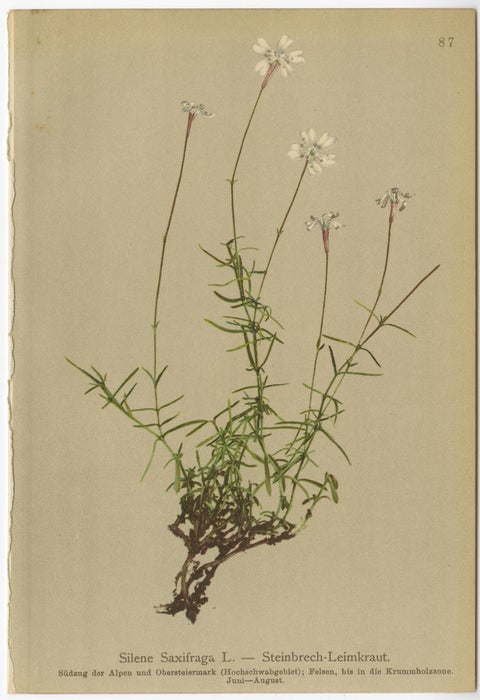 Antique Botany Print of The Bistorta Vivipara by Palla, 1897, view 2