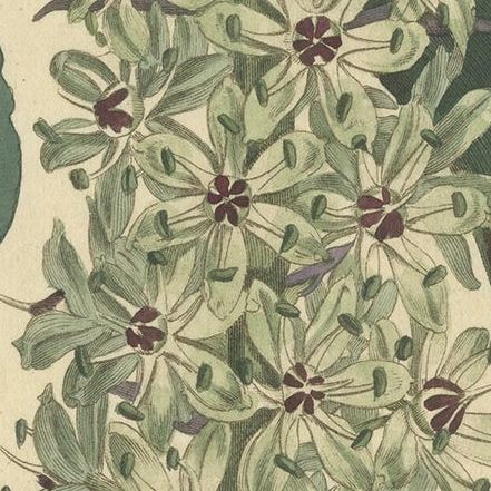 Antique Print of the Pineapple Flower or Pineapple Lily or Wine Eucomis, 1806, close-up 2