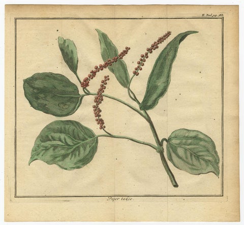 Old Hand-Colored Copper Engraving of a Pepper Branch, 1739, view 2