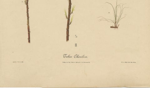 Antique Sugarcane Botanical Chromolithograph, Teboe Cheribon, Java 1892, close-up 4