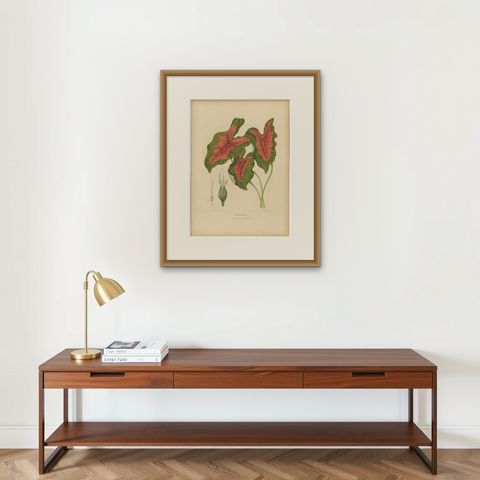 Heart of Jesus Caladium, Original Antique Botanical Print by van Nooten, c.1880, shown framed on a wall, true to size