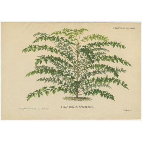 Original Antique Print of a Delarbrea Plant, 1878, view 2