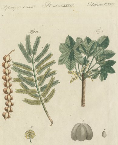Rubber Tree and Gum Arabic Acacia, Antique Bertuch Print, circa 1805