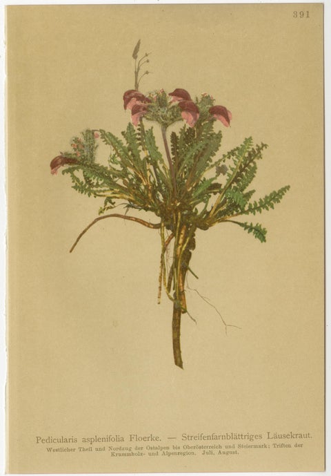 Eight Small Original Antique Pedicularis Wildflower Prints from the Alps, 1897, view 7