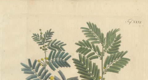 Antique Gum Arabic Botanical Print, Acacia Arabica & Acacia Vera, c.1831, close-up 2