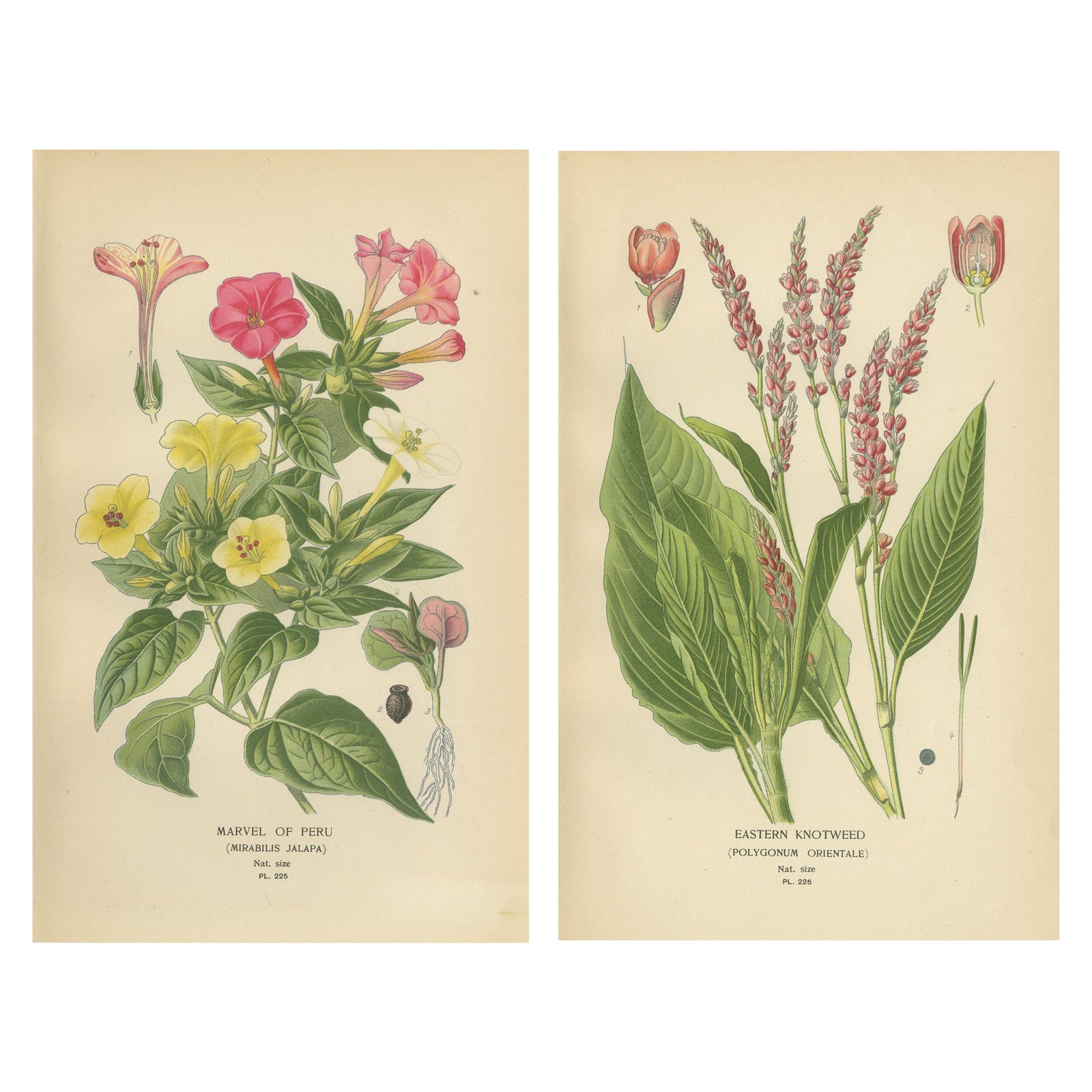 1897 Botanical Prints, Marvel of Peru and Eastern Knotweed