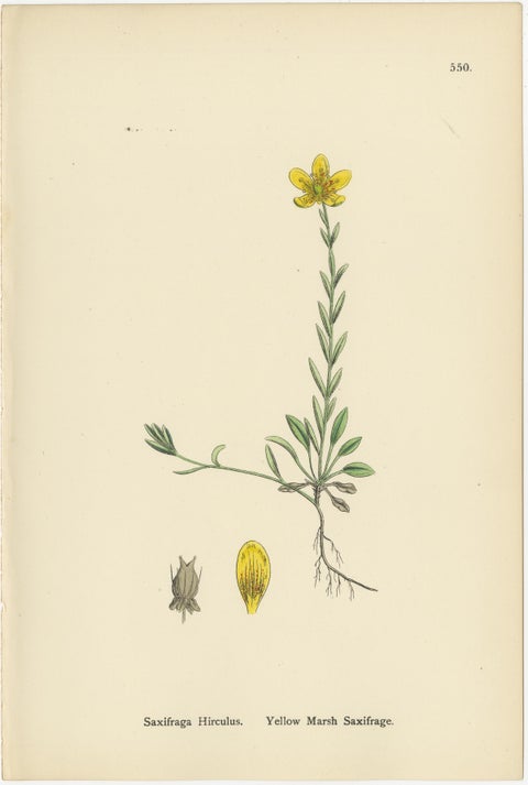 Botanical Engravings of London-Pride Varieties and Yellow Marsh Saxifrage, 1902, view 4