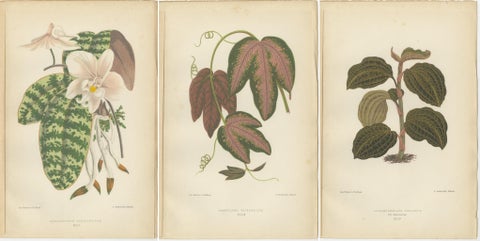 Verdant Varieties: A Vintage Botanical Collection from 1880, view 5