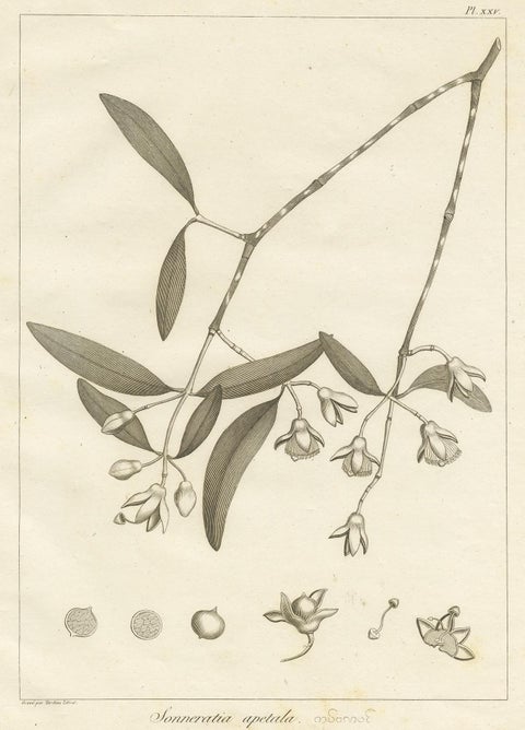 Antique Print of the Mangrove Apple Plant by Symes, '1800', view 4