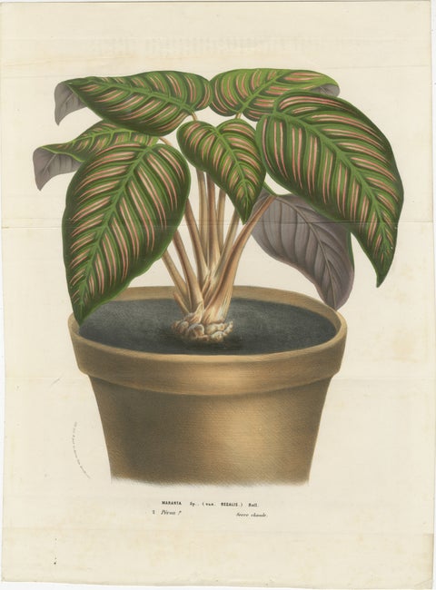 Regal Prayer Plant: Hand-Colored Lithograph by Louis van Houtte, 1855, view 2