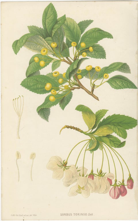 Pair Antique Botanical Lithographs, Sorbus Toringo & Phlox, 1856, view 2