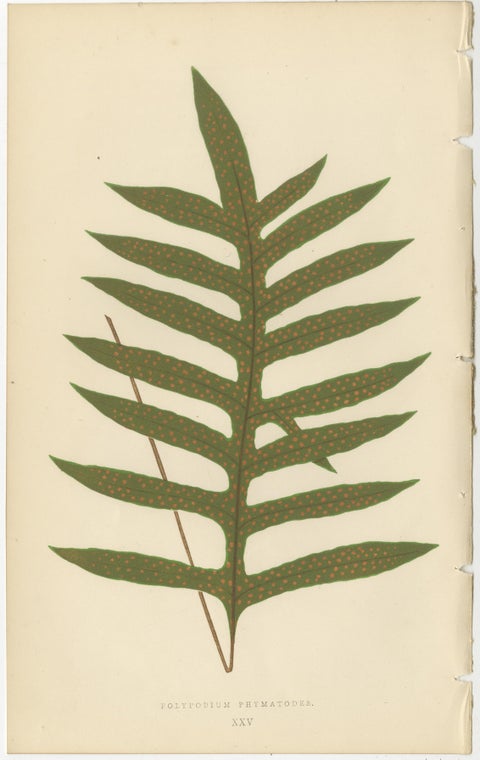 Antique Victorian Fern Botanical Prints, Polypodium Decorative Study Set 1856, view 3