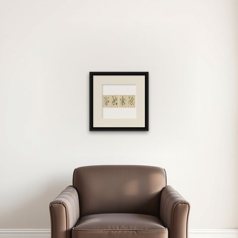 Orchid Variations: A Study of Ophrys Species in 1904 Illustrations, shown framed on a wall, true to size