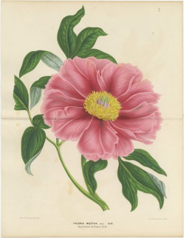 Tree Peony Impératrice de France, Paeonia Moutan Chromolithograph, 1858, view 2