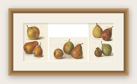 Set of 3 Vintage Fruit Prints of Pear Varieties, '1924', shown framed