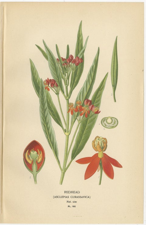 1897 Botanical Prints, Vinca, Oleander, and Redhead Milkweed, view 4