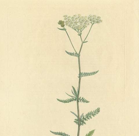 Antique Botany Print of Achillea Millefolium by Curtis 'circa 1817', view 3