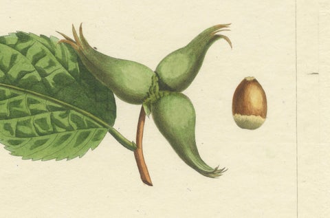 Botanical Print: Common & Spanish Hazelnut, Le Jardin Fruitier, 1821, close-up 1