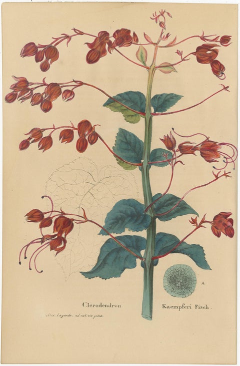 Set of 2 Antique Botany Prints, Lilium Brownii, Clerodendrum Japonicum, 1845, view 3