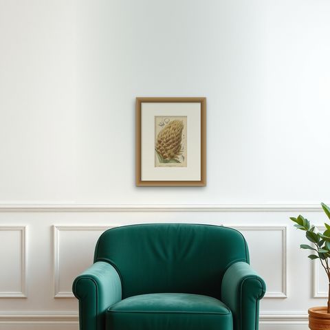 Antique Botany Print of Ananas Macrodontes '1878', shown framed on a wall, true to size