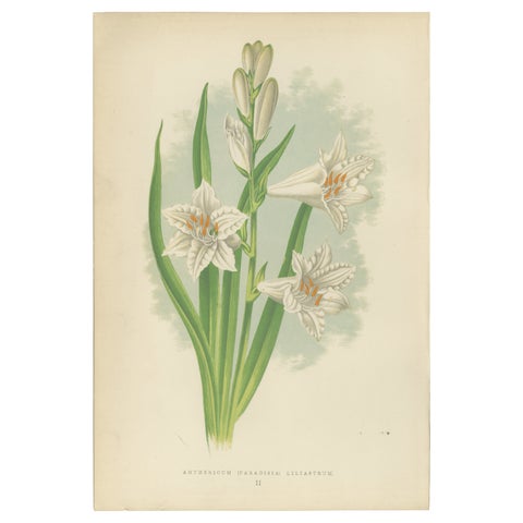 Paradise Lily (Anthericum liliastrum), Hand-Coloured Botanical Print, 1874