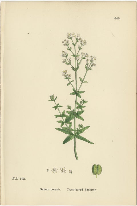 Antique Botanical Prints, Decorative Set of 10 Bedstraw Plant Engravings, 1902, view 3