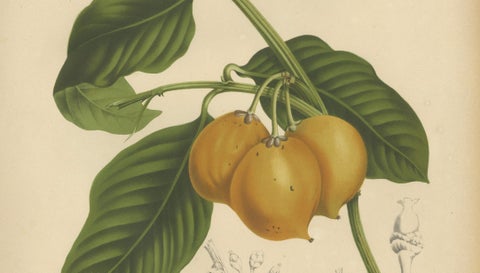 Original Antique Botanical Chromolithograph of False Mangosteen, c.1880, close-up 3